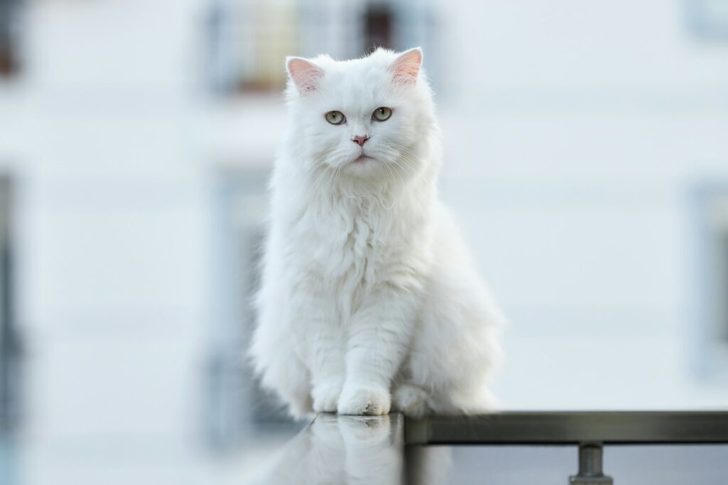 white indoor cat, Furry Friend Forever