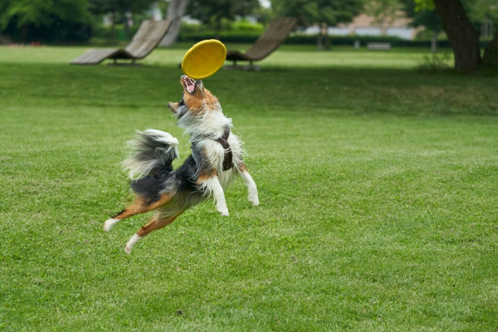 dog playing in the ground with toy